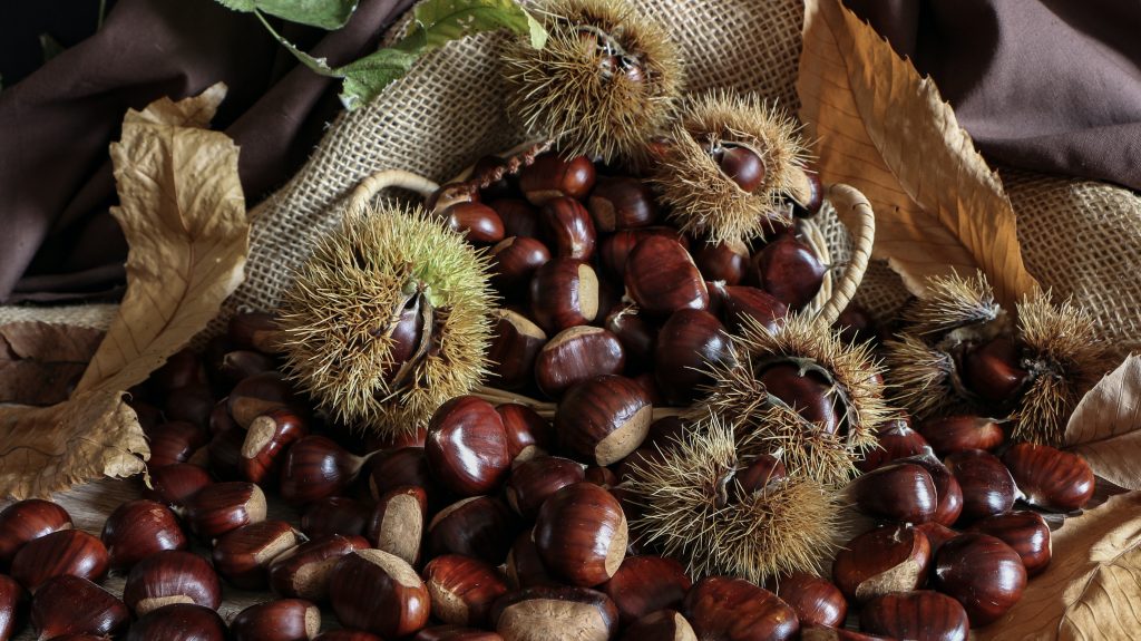 Castagne e marroni, una ricchezza per il territorio marchigiano – Incontro divulgativo 26 novembre
